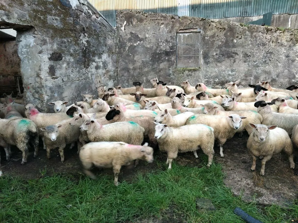 250 Ewe lambs - Image 3