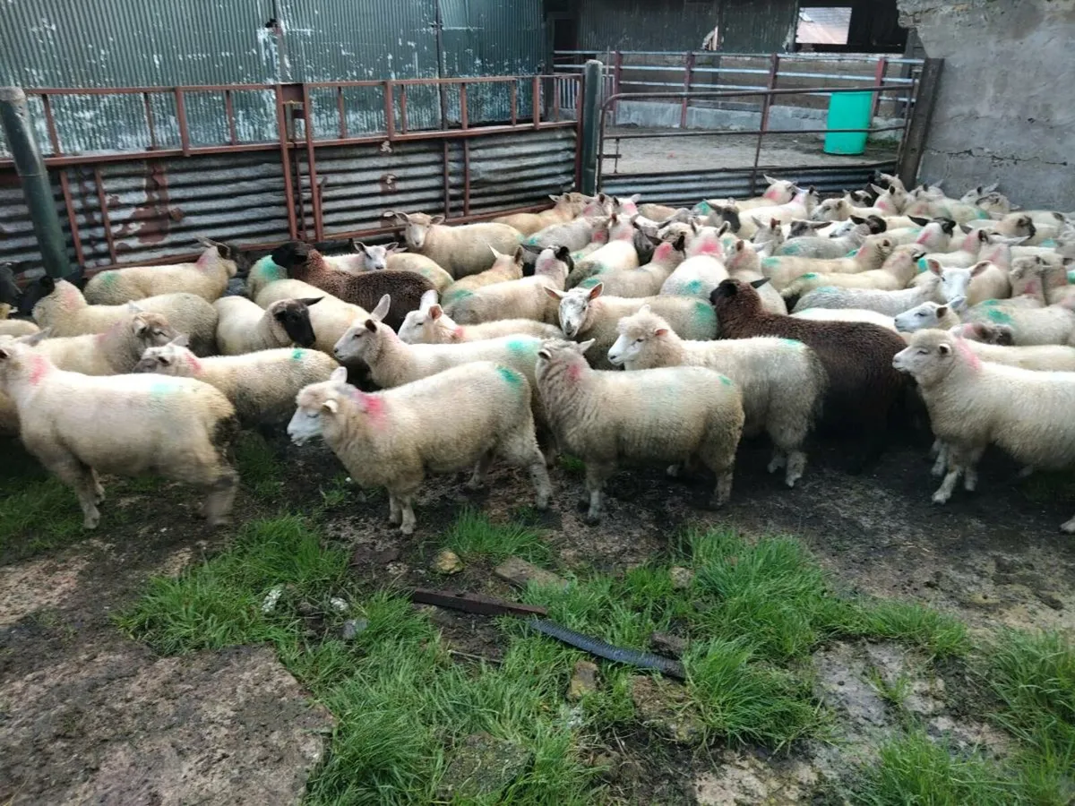250 Ewe lambs - Image 4