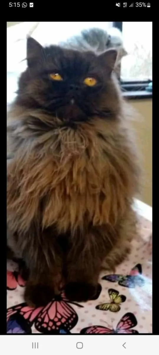 Kitten - Image 3