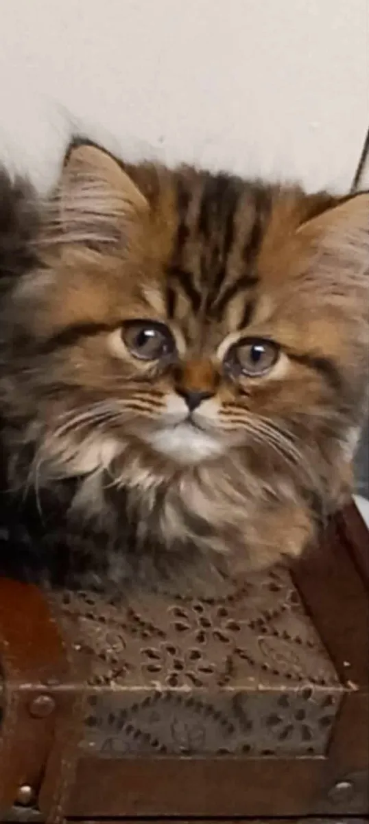 Kitten - Image 1
