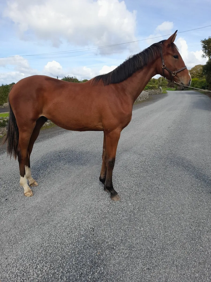 Grand Cru Yearling Gelding - Image 4