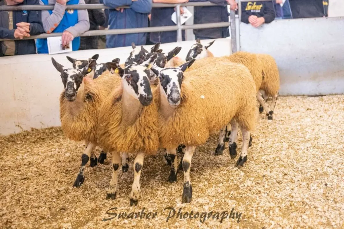 Mayo Mule Lambs - Image 3