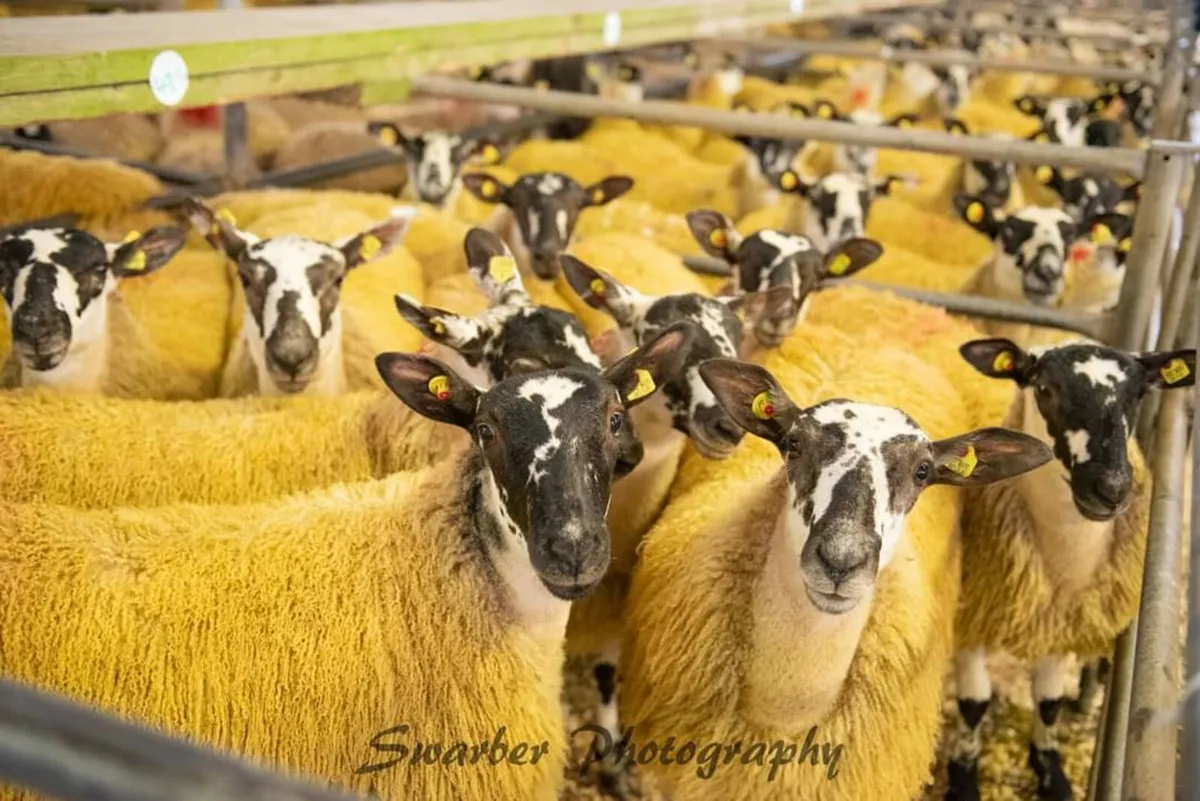 Mayo Mule Lambs - Image 4