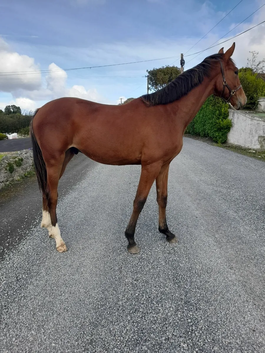 Grand Cru Yearling Gelding - Image 3