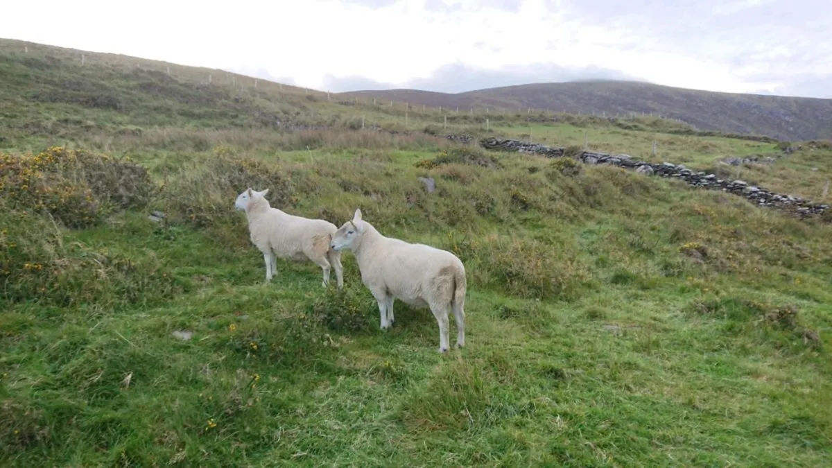 3yr North country cheviot - Image 3