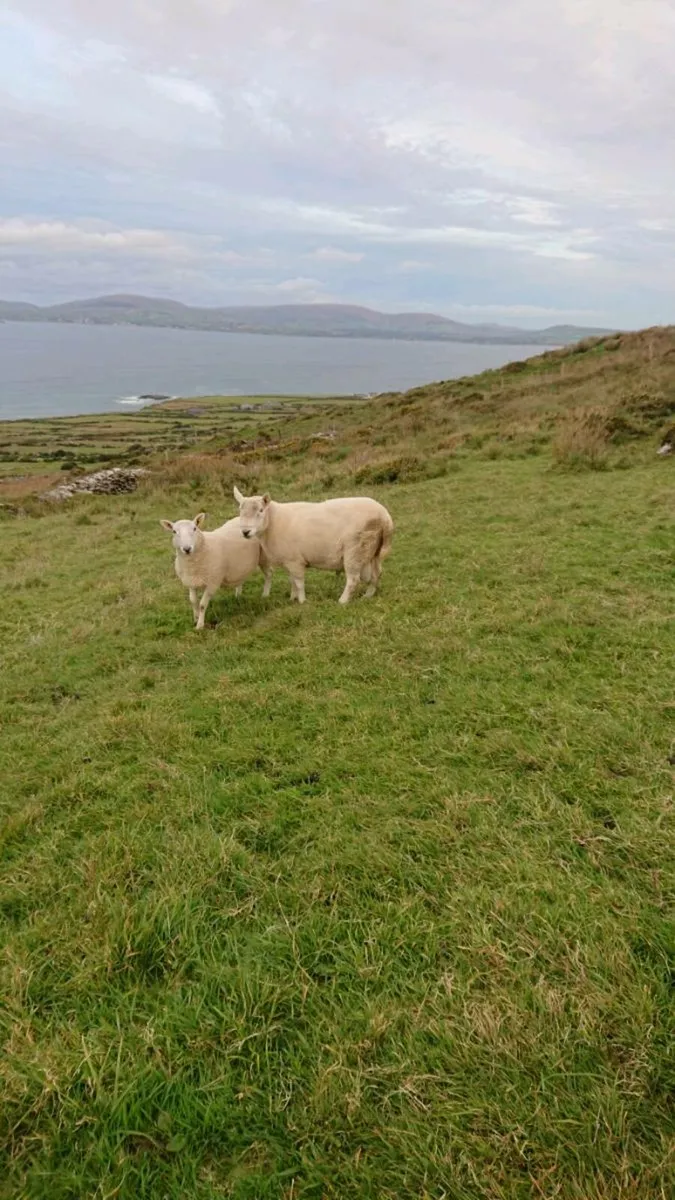 3yr North country cheviot - Image 4