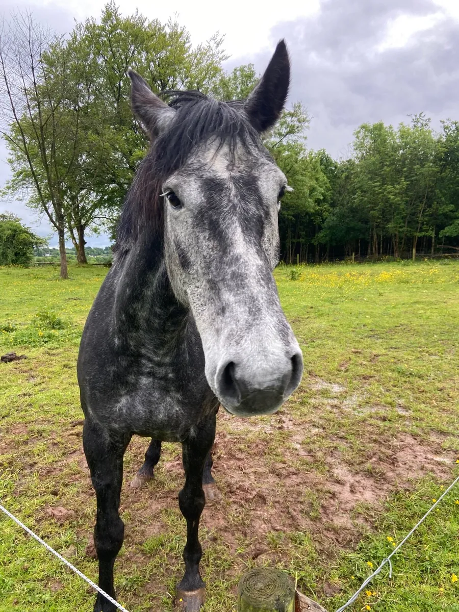 Horse - Image 1