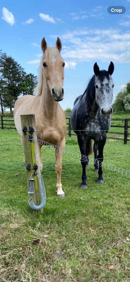 Horse - Image 2