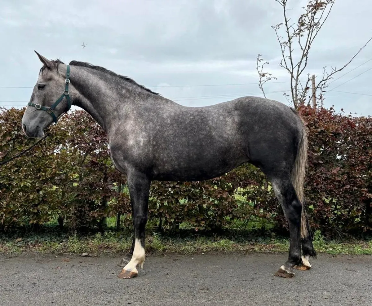 3 year old filly
