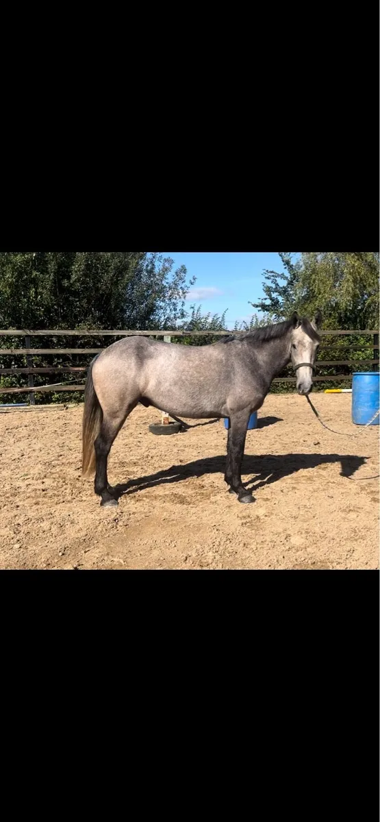 ☘️ CONNEMARA GELDING ☘️ - Image 1