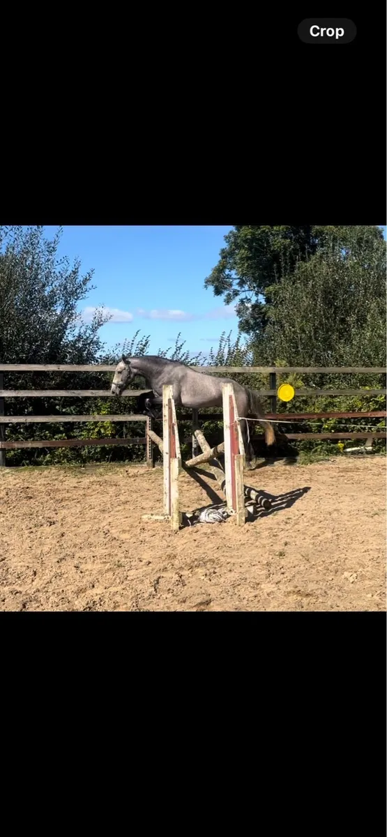 ☘️ CONNEMARA GELDING ☘️ - Image 4