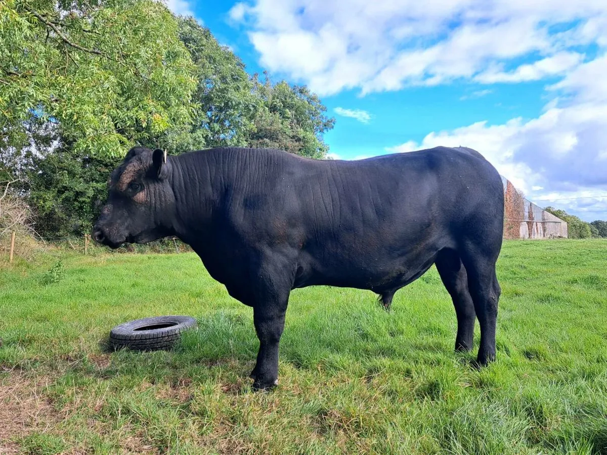 5* PBD Angus bull - Image 3
