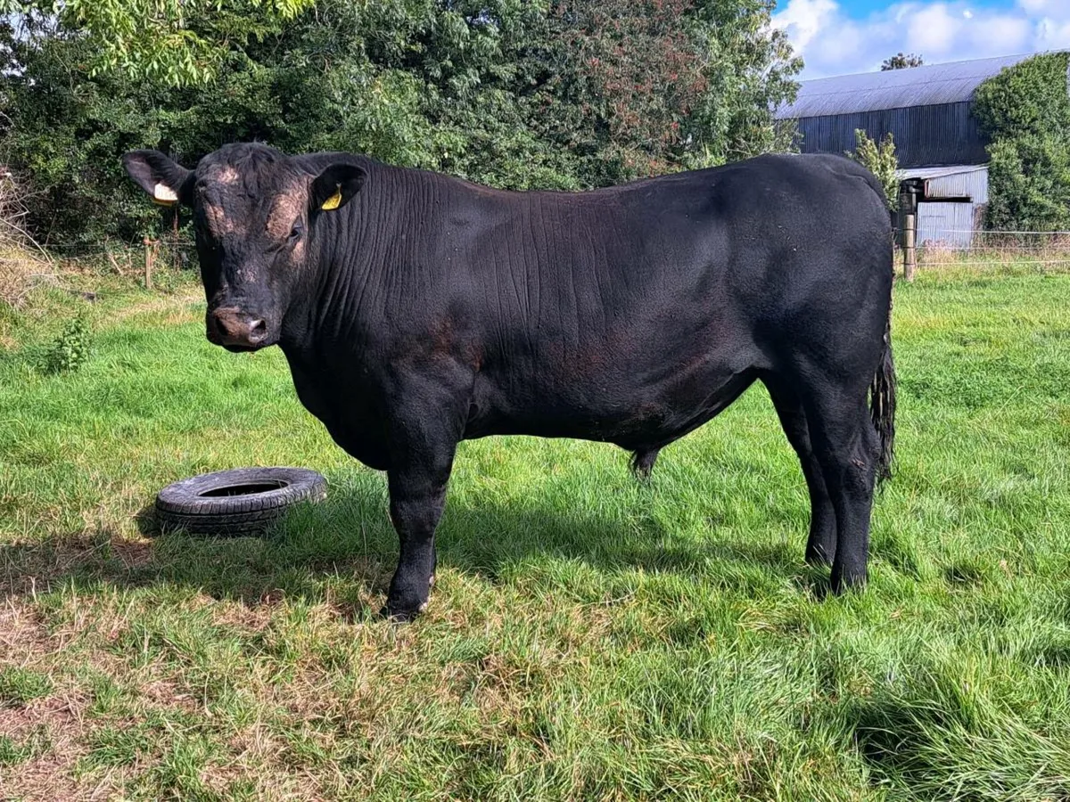 5* PBD Angus bull - Image 2