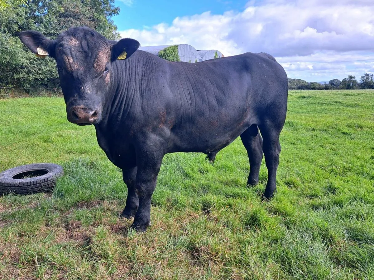 5* PBD Angus bull - Image 1