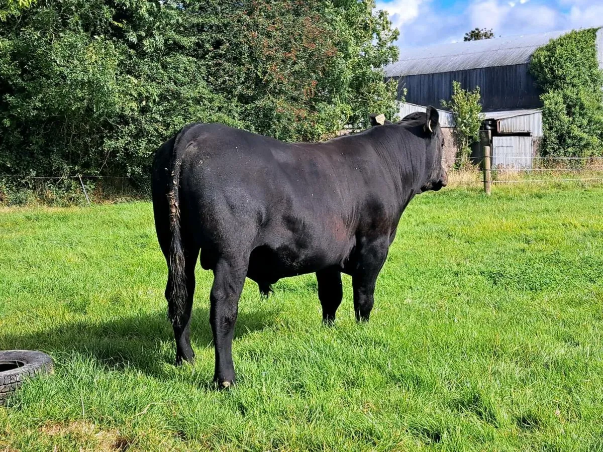 5* PBD Angus bull - Image 4