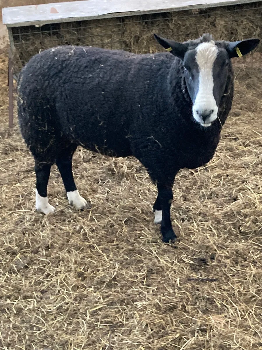 Sheep - Image 1