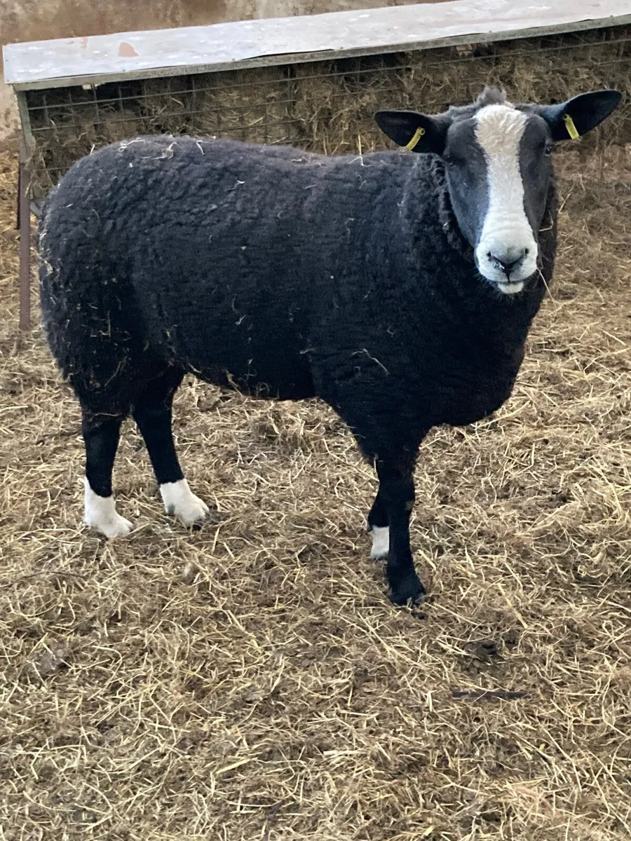 Sheep - Image 2