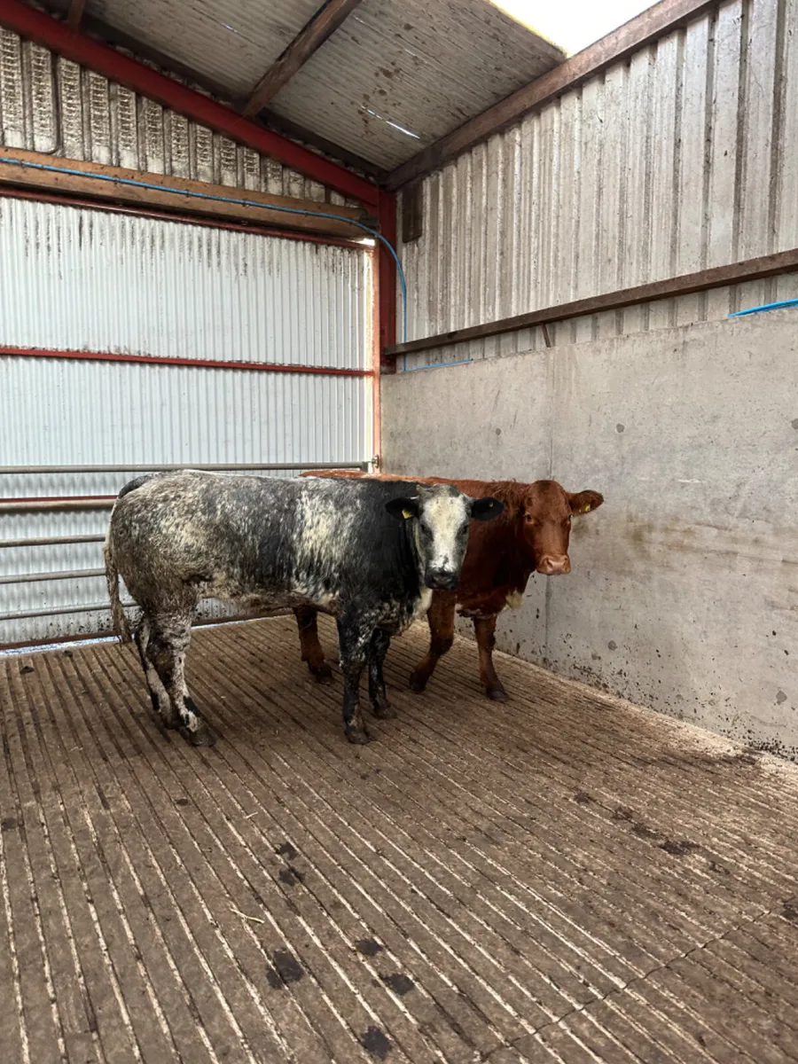 Roaned Bulling heifers - Image 3