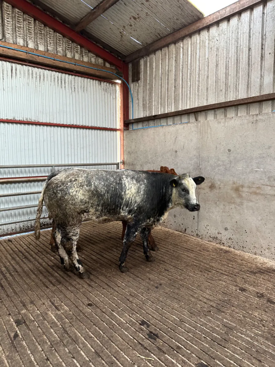 Roaned Bulling heifers - Image 2
