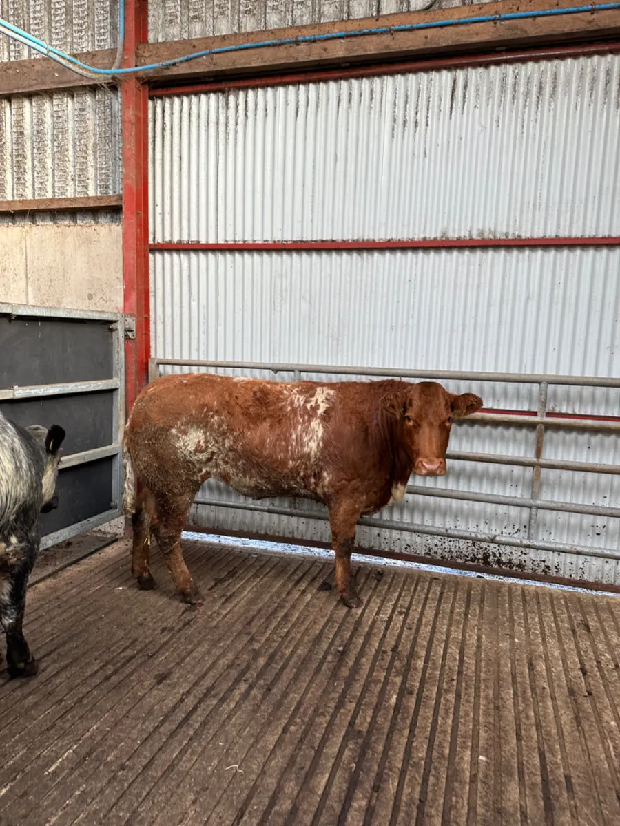 Roaned Bulling heifers - Image 1