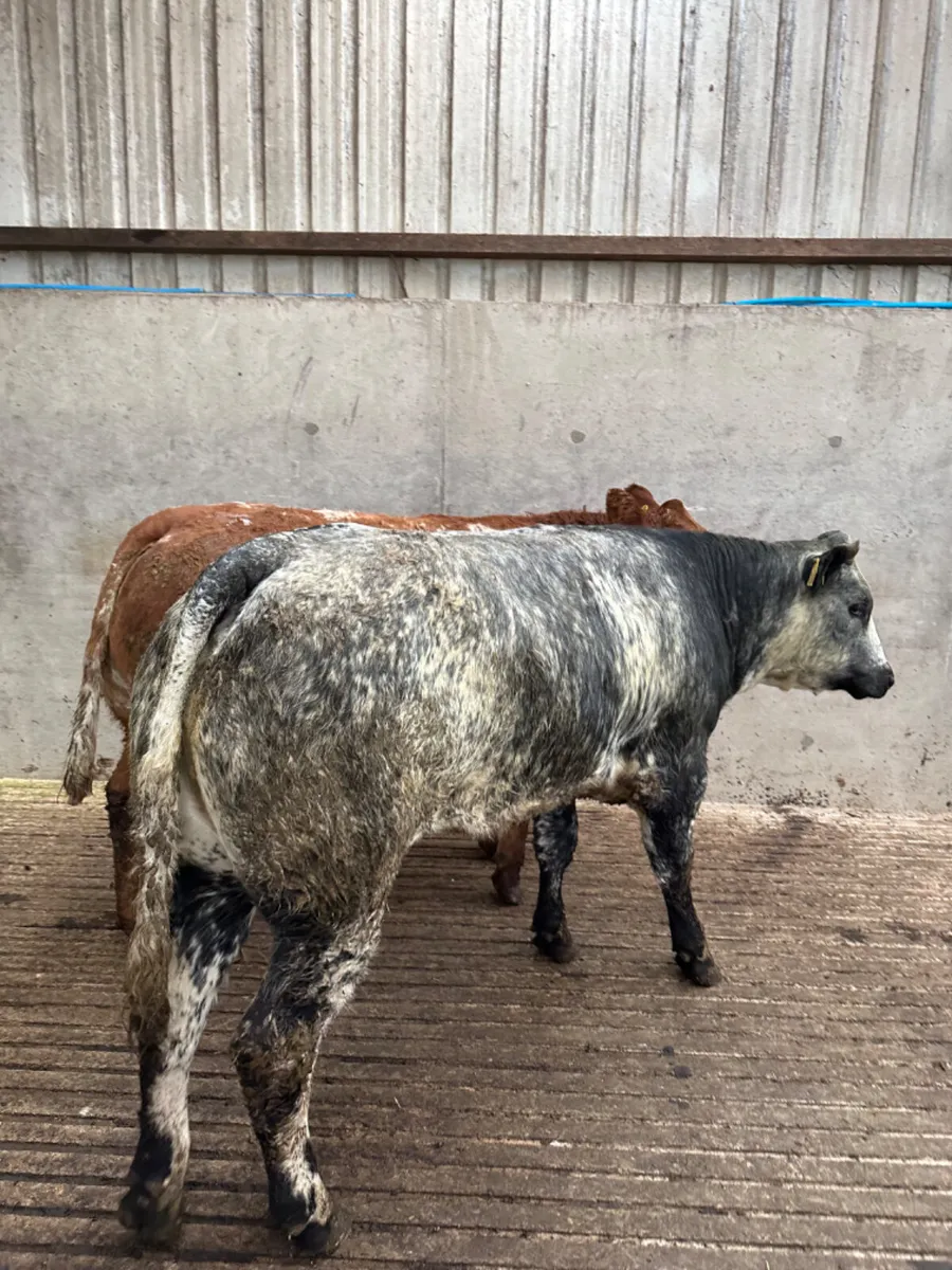 Roaned Bulling heifers - Image 4