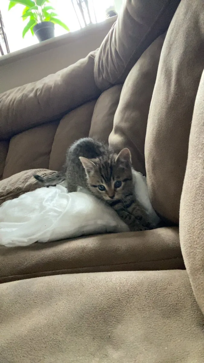 Domestic shorthair x Black British shorthair - Image 2