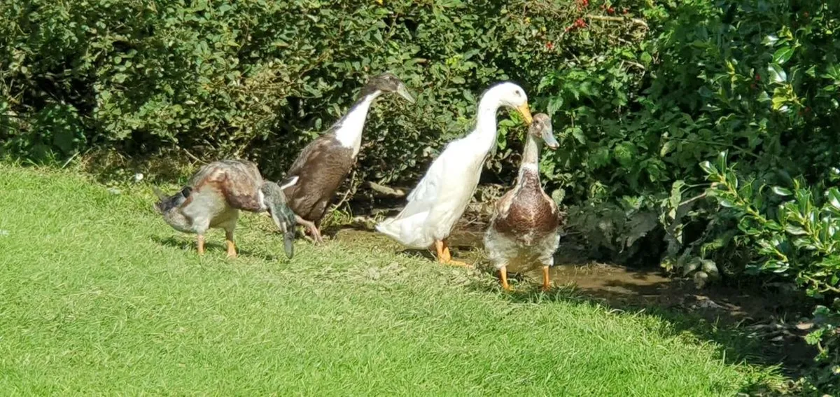 Indian Runners - Image 1