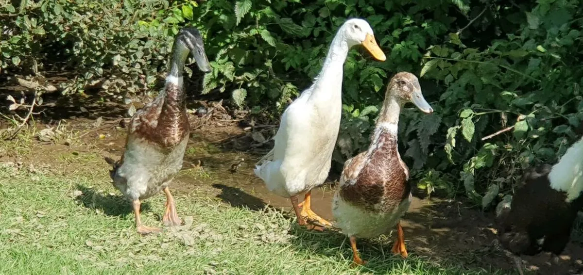 Indian Runners - Image 4