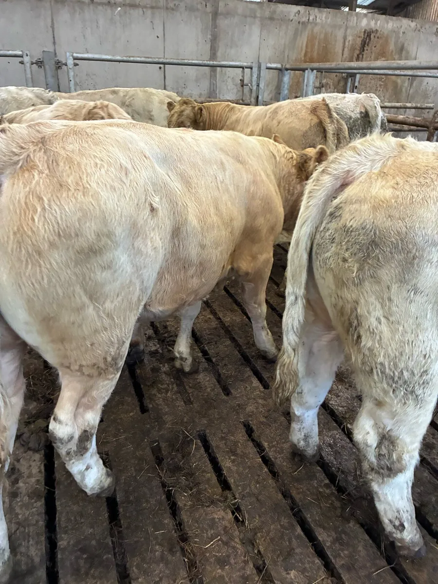 12 TOP QUALITY CH BULL WEANLINGS 380KG - Image 1