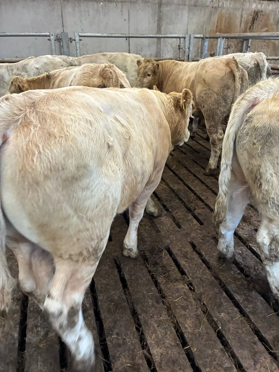 16 TOP QUALITY CH BULL WEANLINGS 380KG - Image 2