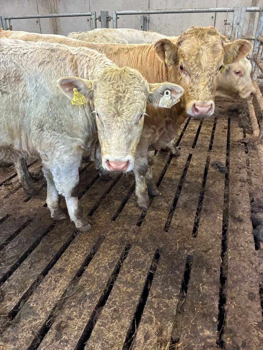 16 TOP QUALITY CH BULL WEANLINGS 380KG - Image 3