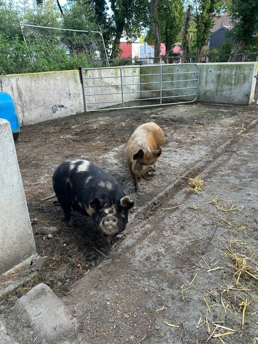 Kune pigs - Image 2