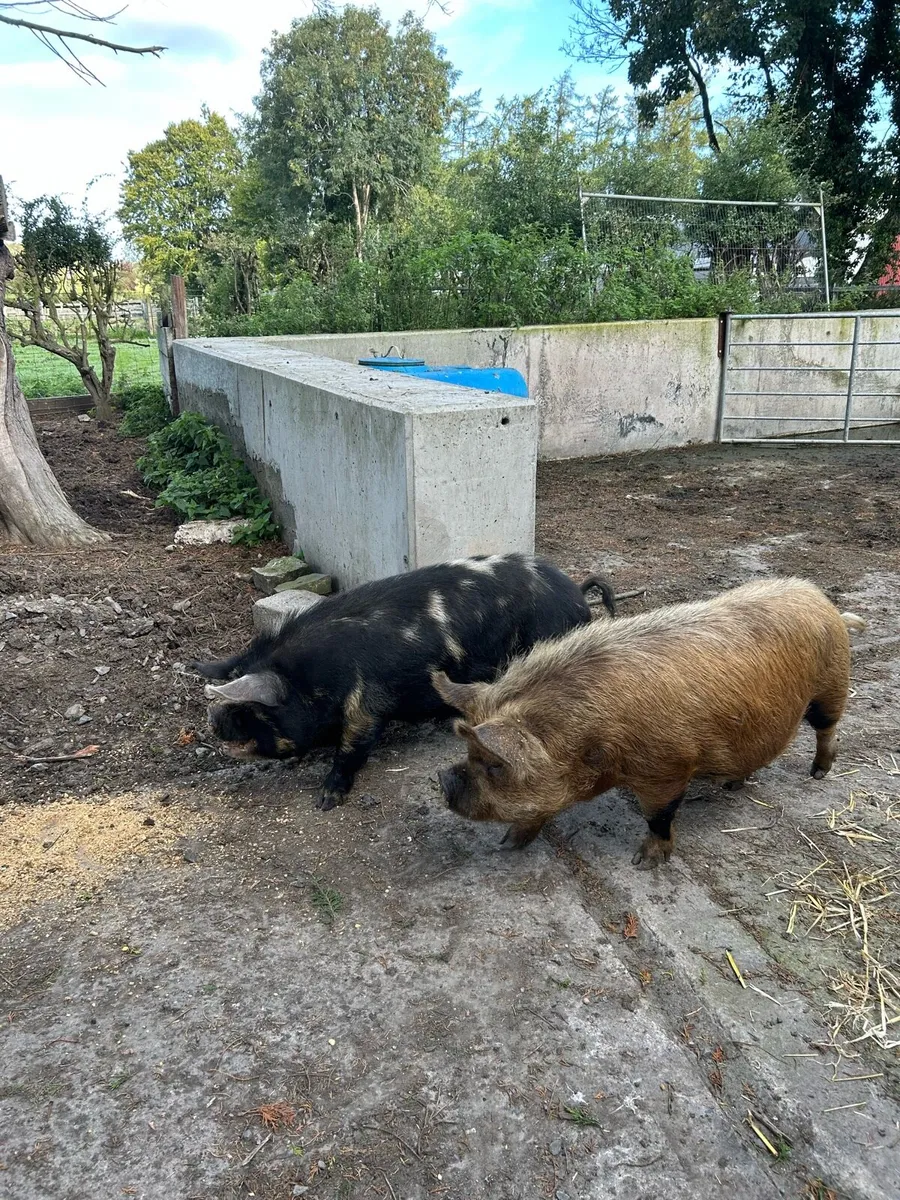 Kune pigs - Image 3