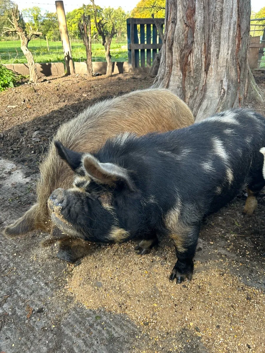 Kune pigs - Image 4