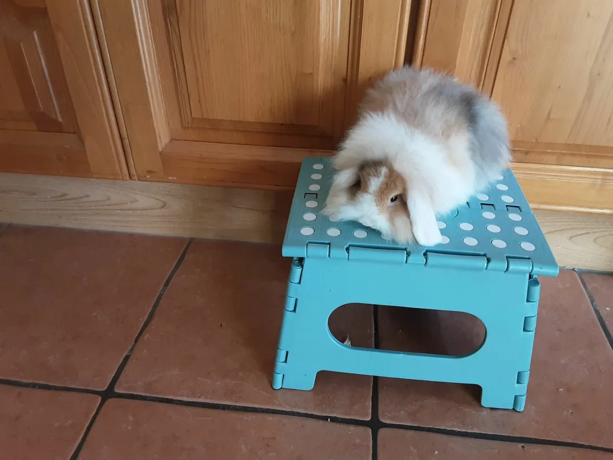 Mini lops and lionhead lops - Image 1