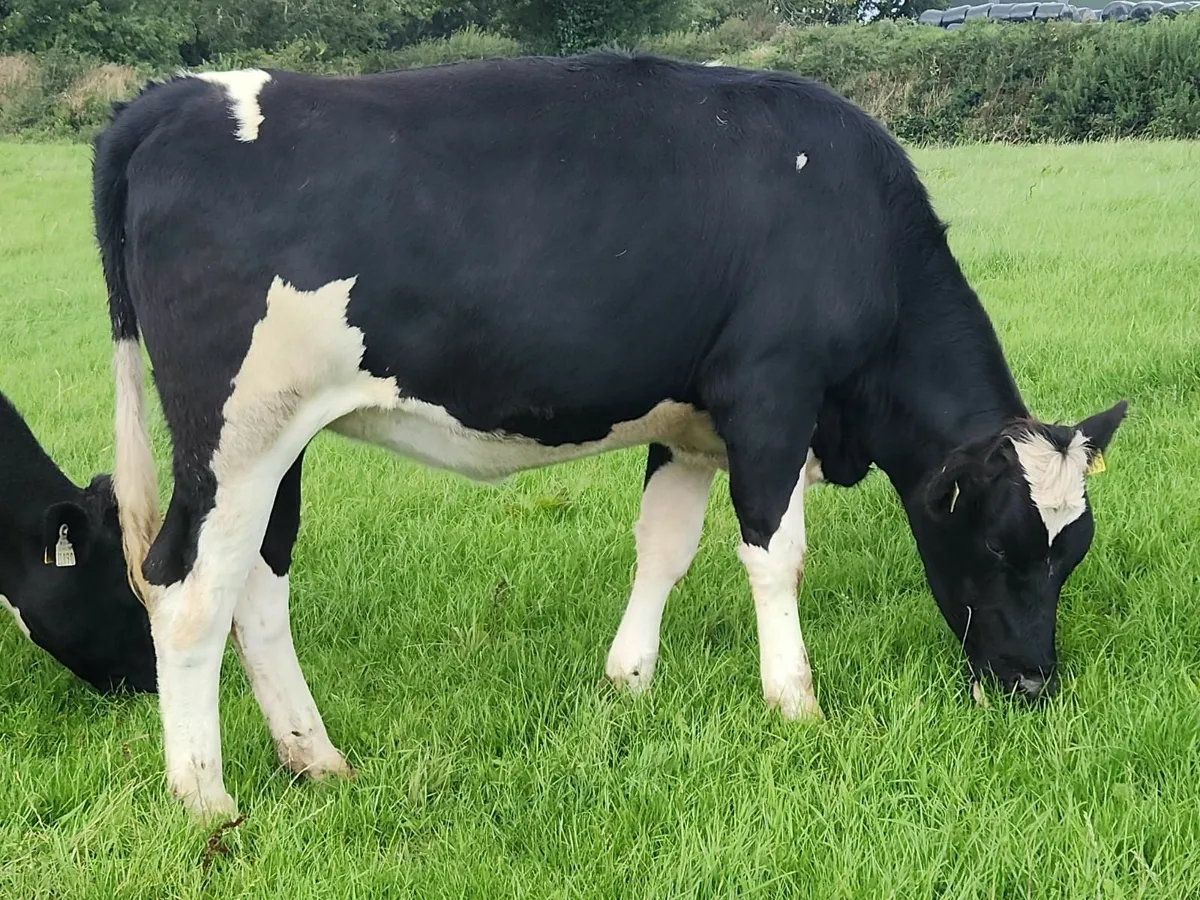Holstein Friesian In calf heifers - Image 1