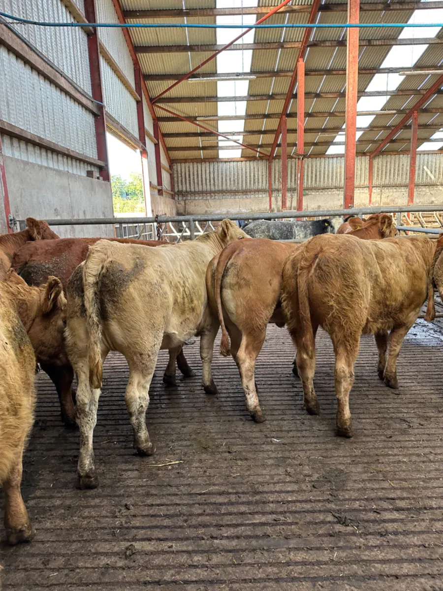 Forward Charolais and lim heifers - Image 1