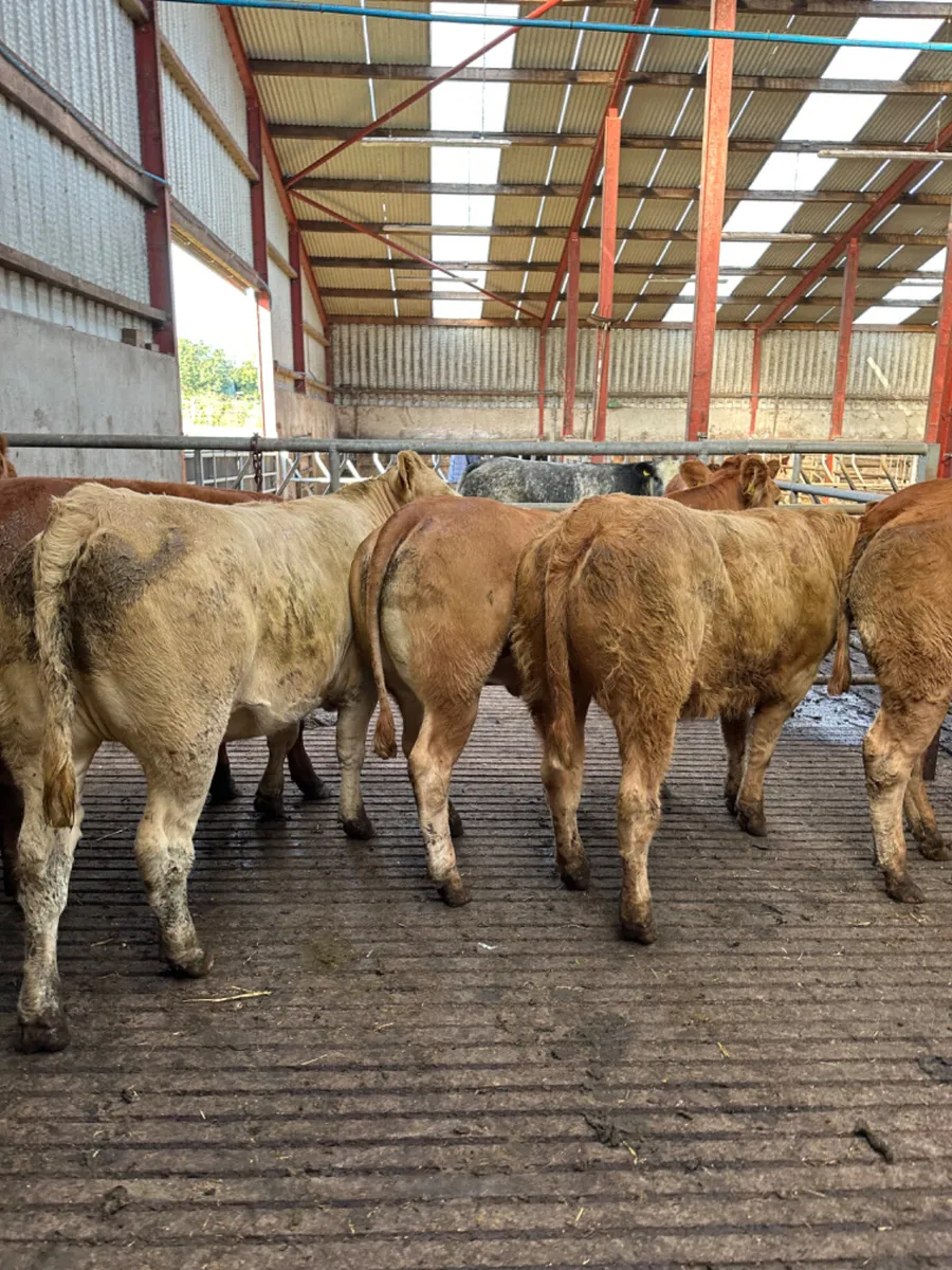 Forward Charolais and lim heifers - Image 2