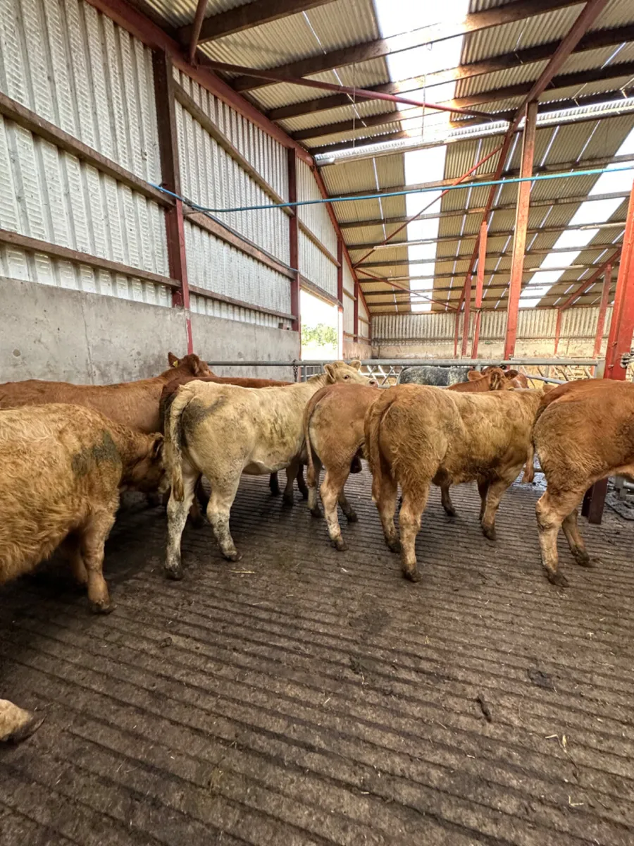 Forward Charolais and lim heifers - Image 4
