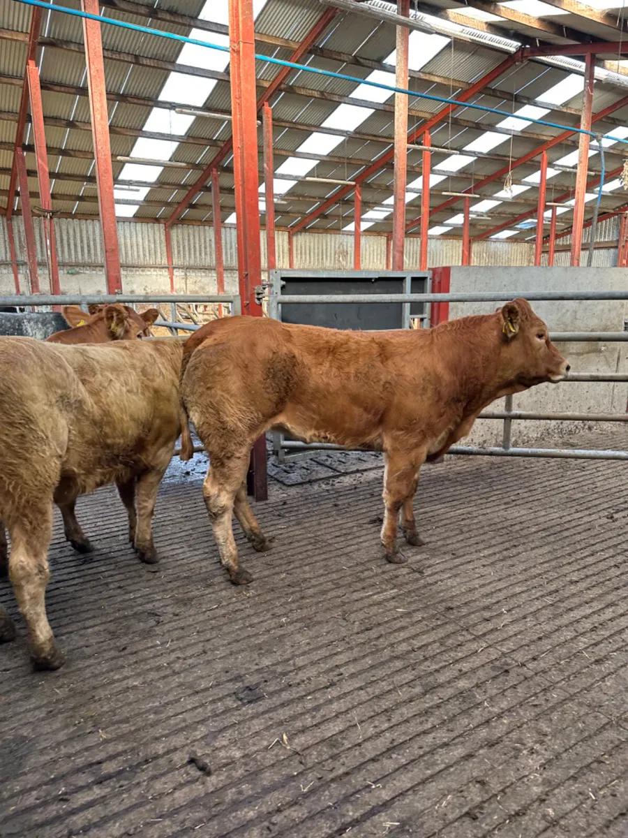 Forward Charolais and lim heifers - Image 3