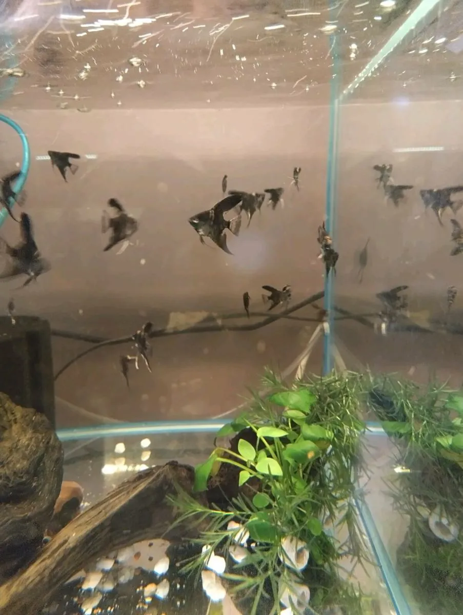 Angel fishes , Pleccos - Image 1