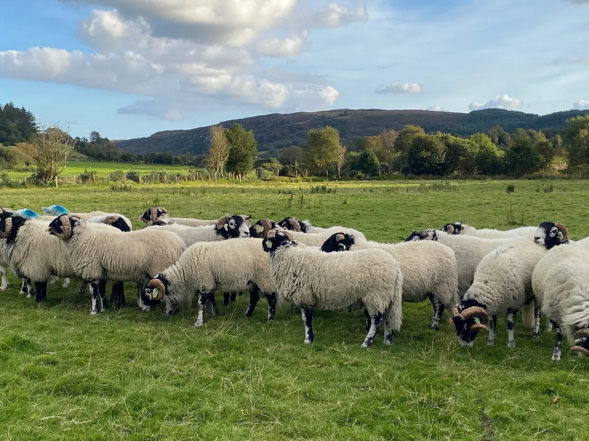Swaledale & Mayo Rams - Image 1