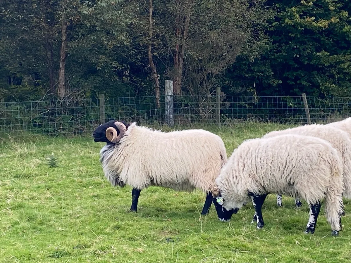Swaledale & Mayo Rams - Image 2