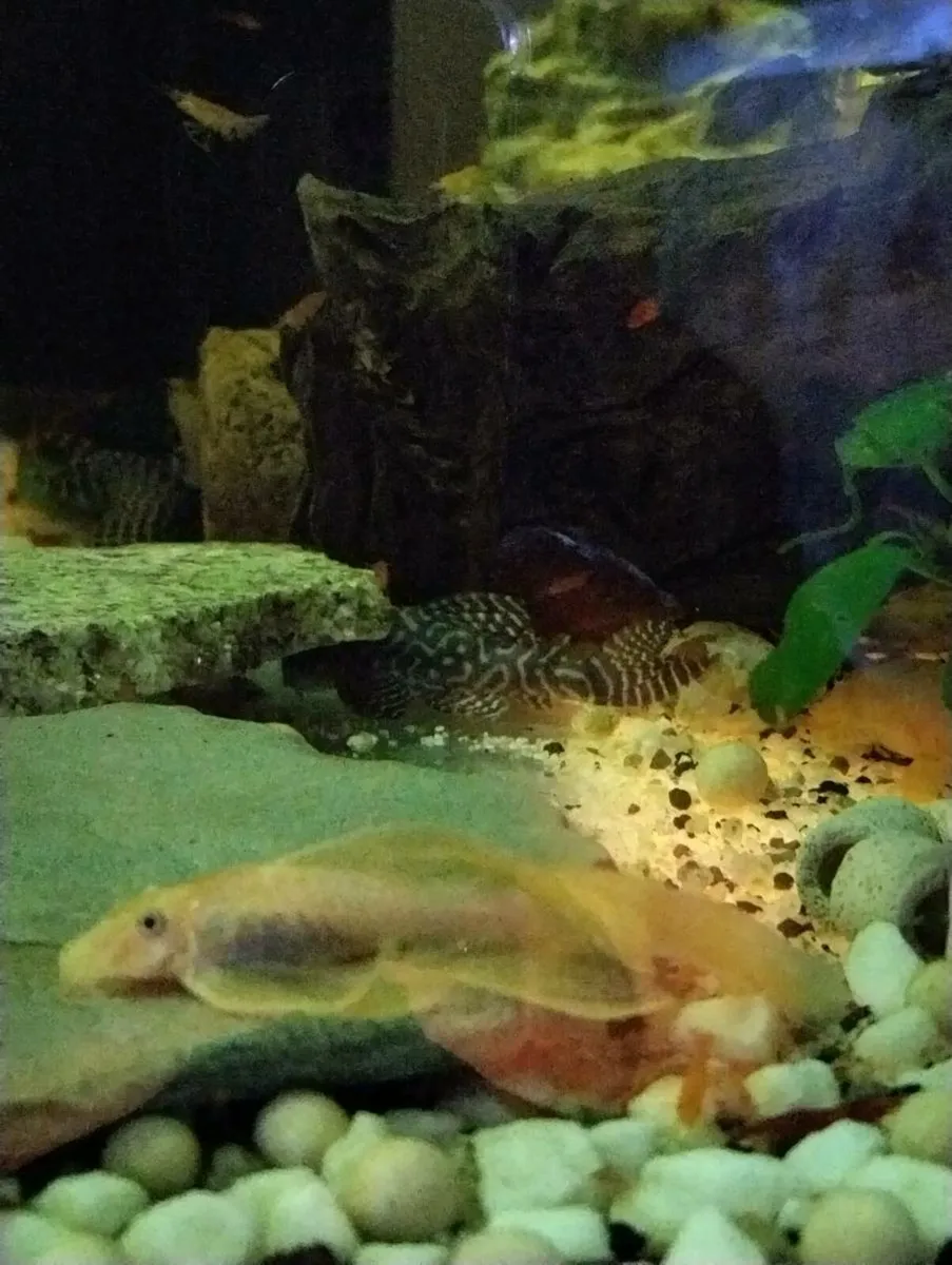 Angel fishes , Pleccos - Image 4