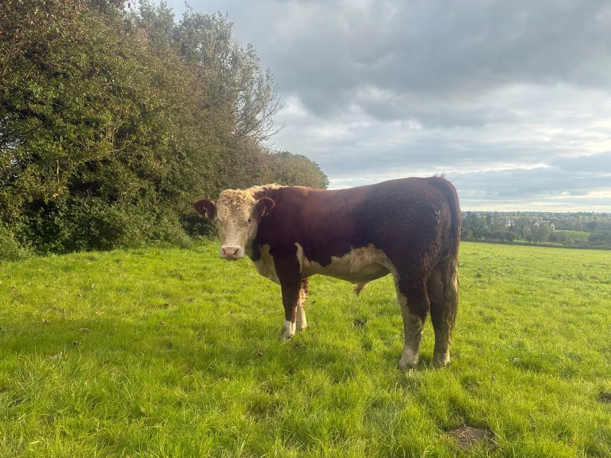 Hereford Bull - Image 1