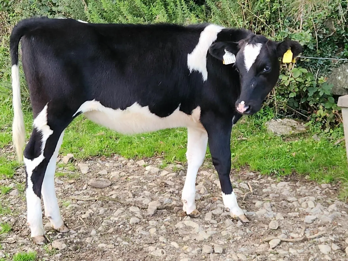 Holstein Friesian In calf heifers - Image 4