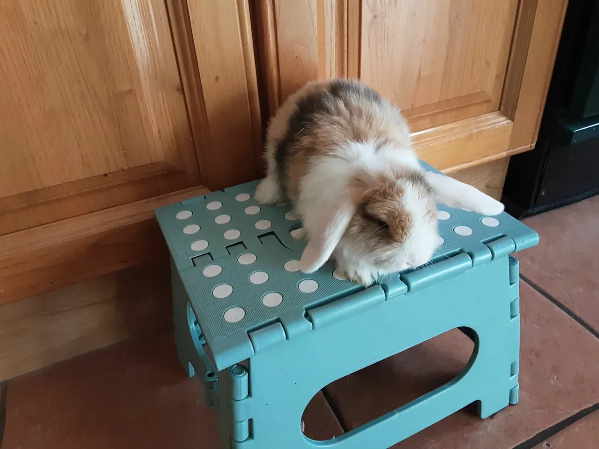 Mini lops and lionhead lops - Image 3