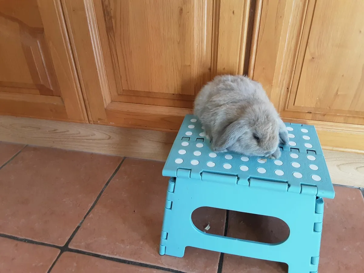 Mini lops and lionhead lops - Image 4