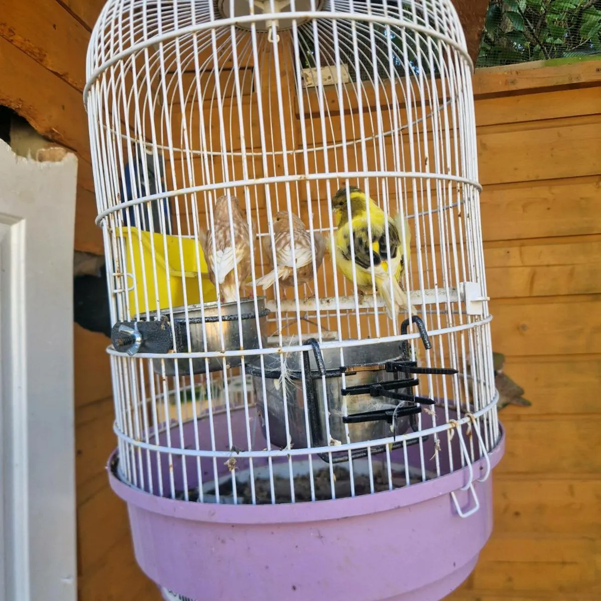 Birds For sale. - Image 1
