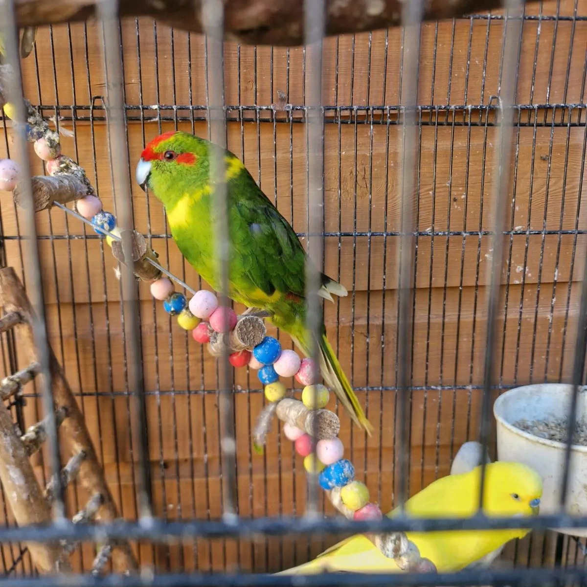 Birds For sale. - Image 2